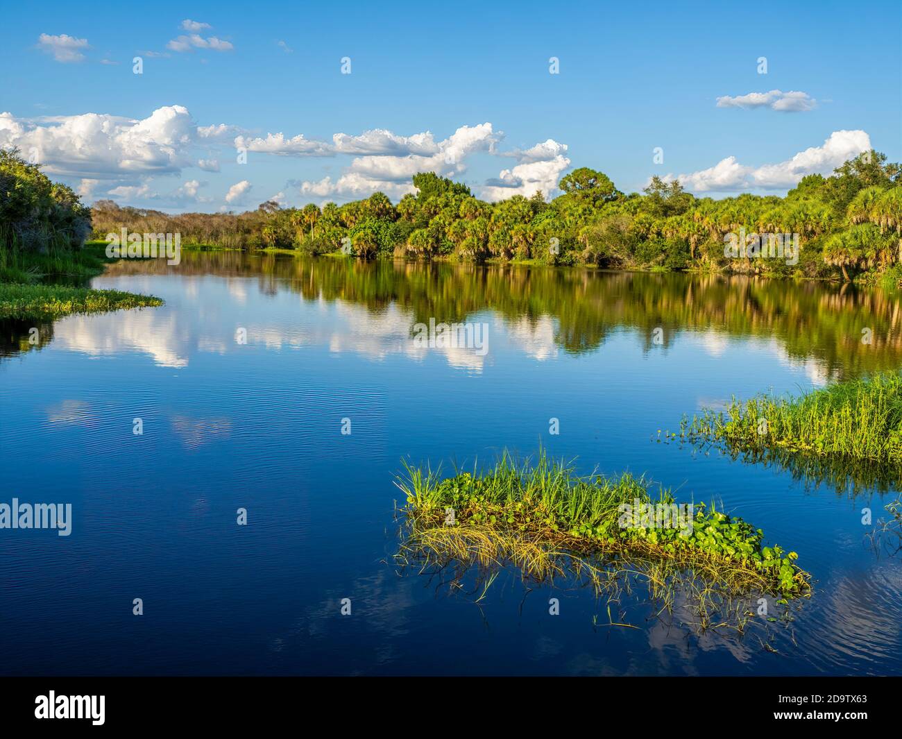 Deer Prairie Creek in Deer Prairie Creek Preserve in Vemice Florida in the United States Stock Photo