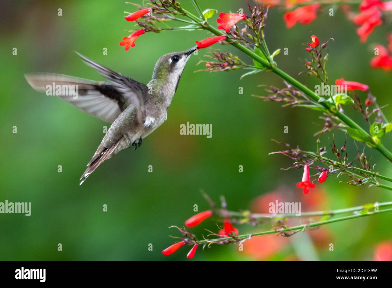 A juvenile Ruby Topaz hummingbird feeding on red Antigua Heath flowers