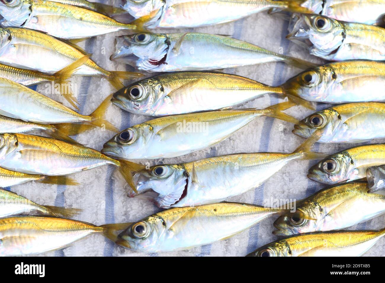Japanese Jack mackerel or Trevally or Horse mackerel (Trachurus