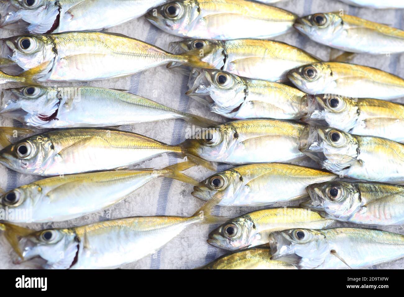 Japanese Jack mackerel or Trevally or Horse mackerel (Trachurus