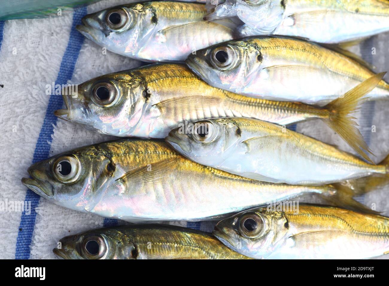 Japanese Jack mackerel or Trevally or Horse mackerel (Trachurus