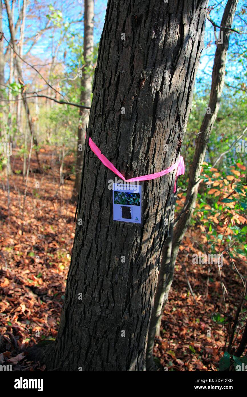 shagbark hickory tree Stock Photo