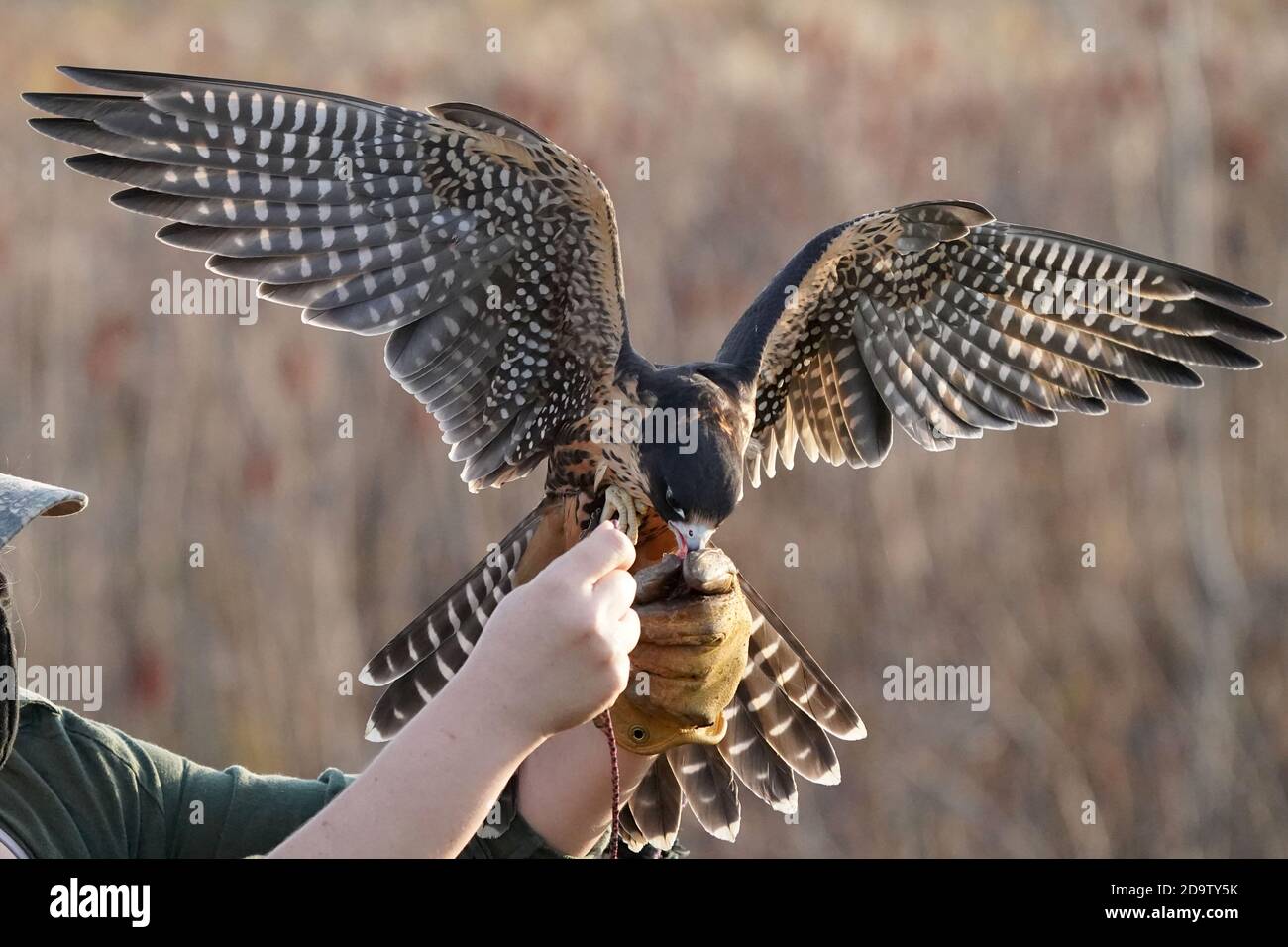 Peregrine Falcon used in Falconry Stock Photo Alamy