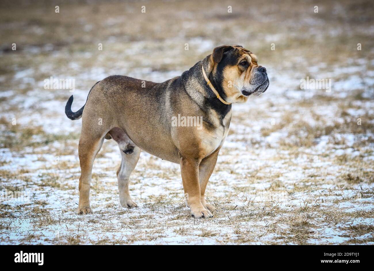 Ca de Bou Mallorquin Mastiff male dog stands outdoors. Close up