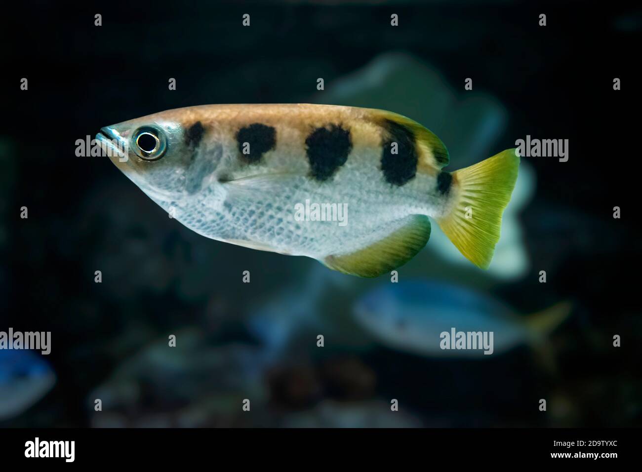 White fish with large black spots and yellow tail fins. Archerfish (Toxotes jaculatrix) isolated on dark background. Stock Photo