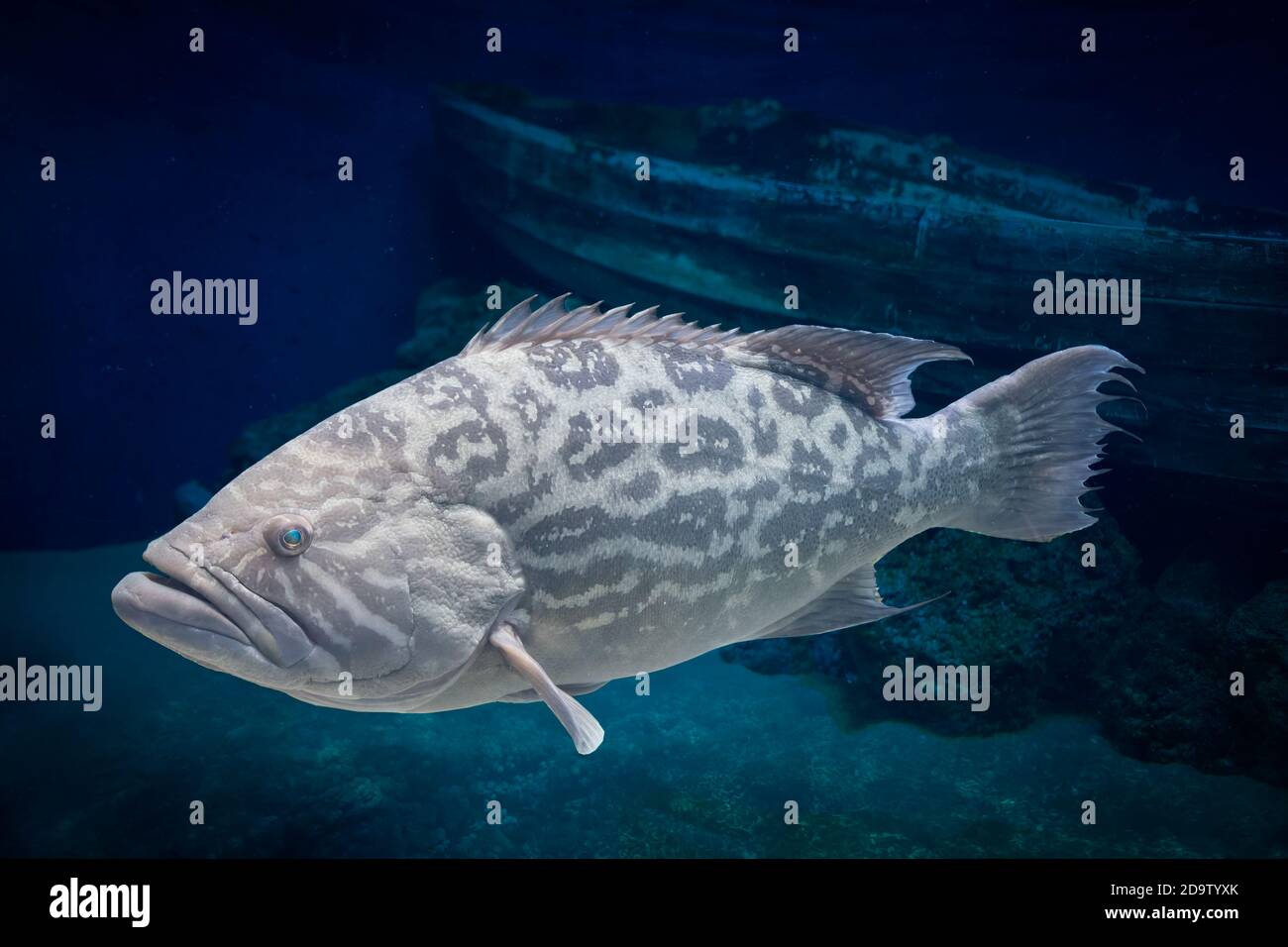 Malabar rockcod hi-res stock photography and images - Alamy