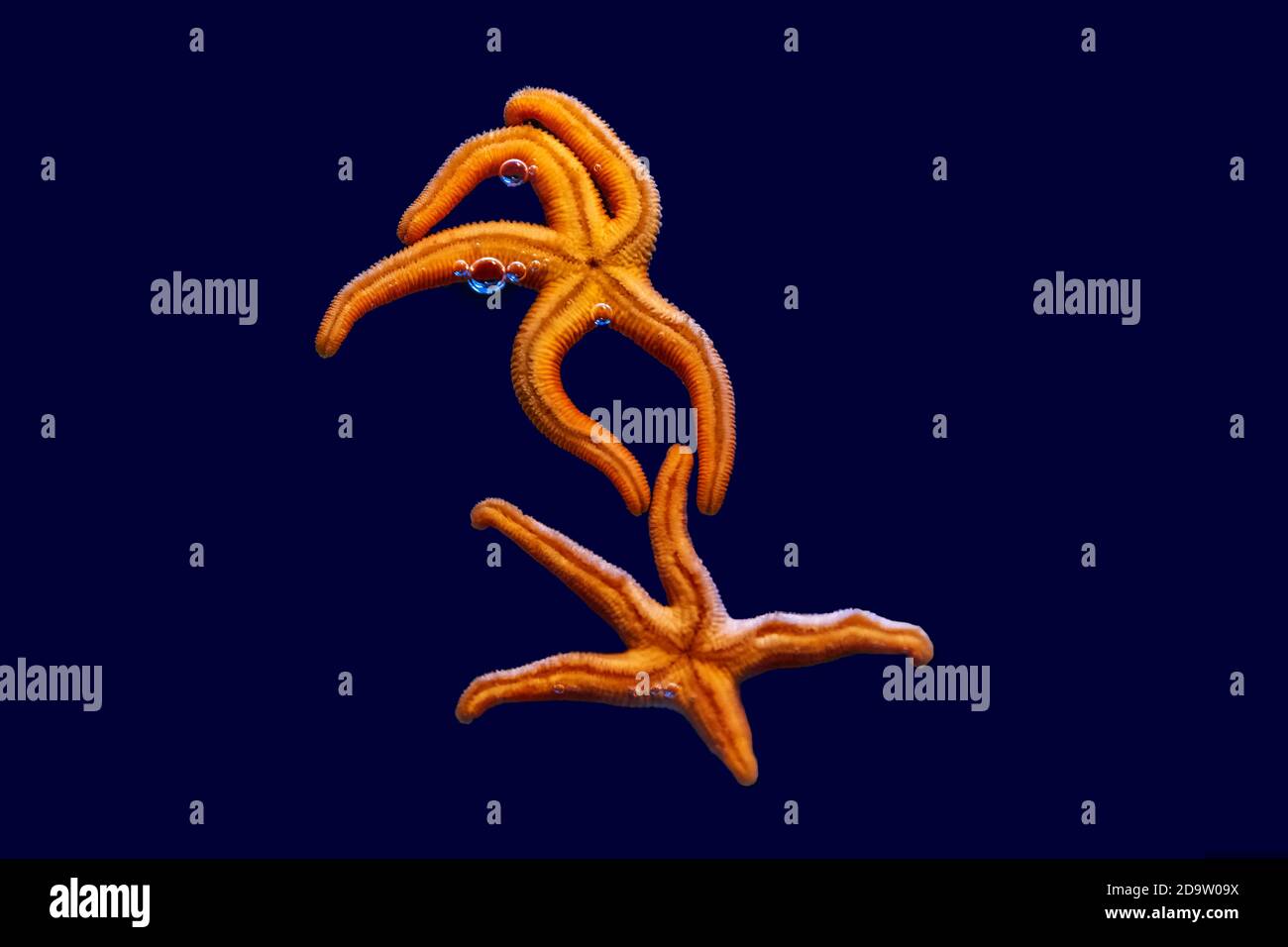 Underside of two red orange starfish with five thin arms. Mediterranean red sea star (Echinaster sepositus) isolated on a dark blue background. Stock Photo