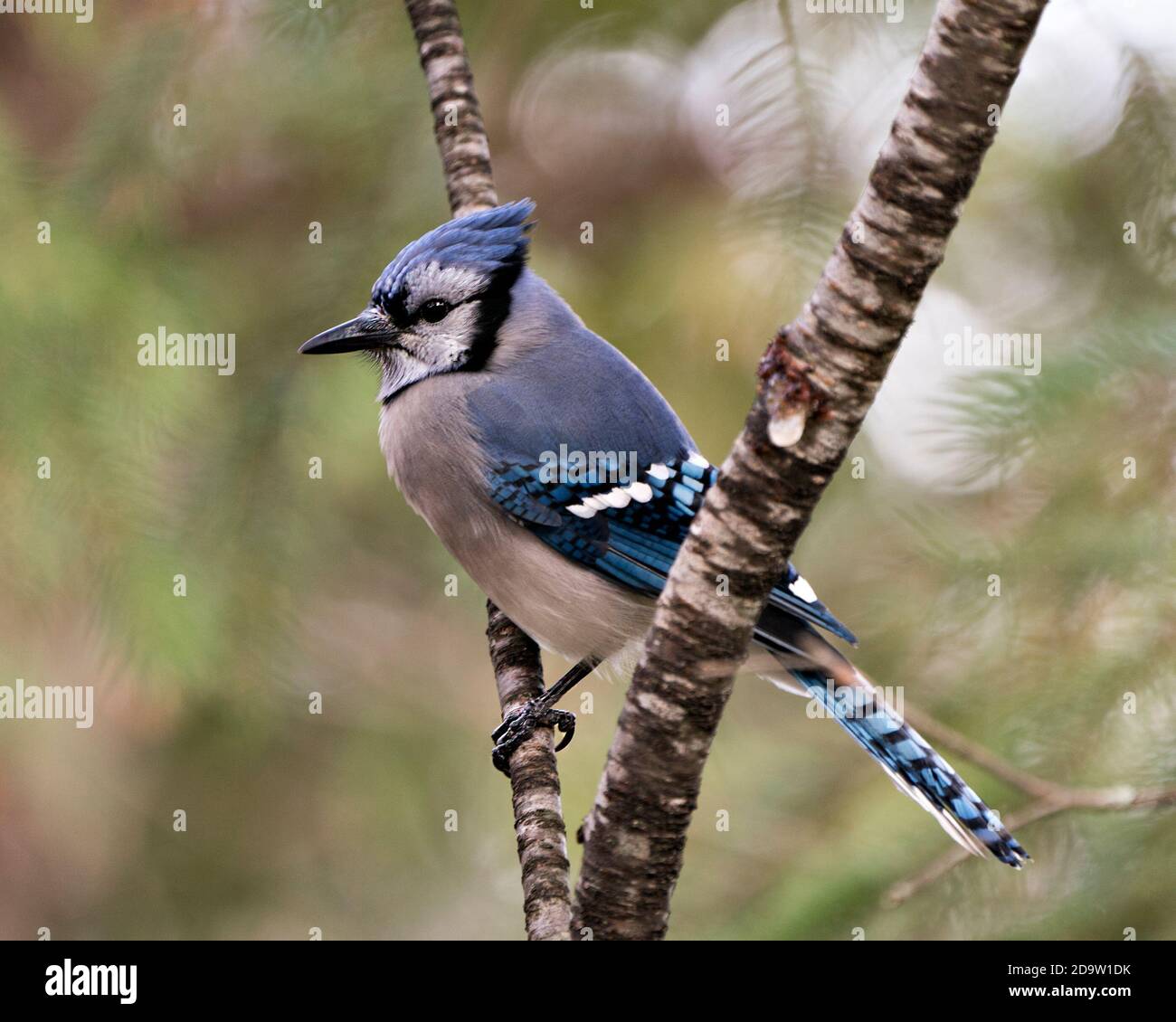 Blue Jay perched on a branch with a blur background in the forest environment and habitat displaying blue feather plumage wings. Stock Photo