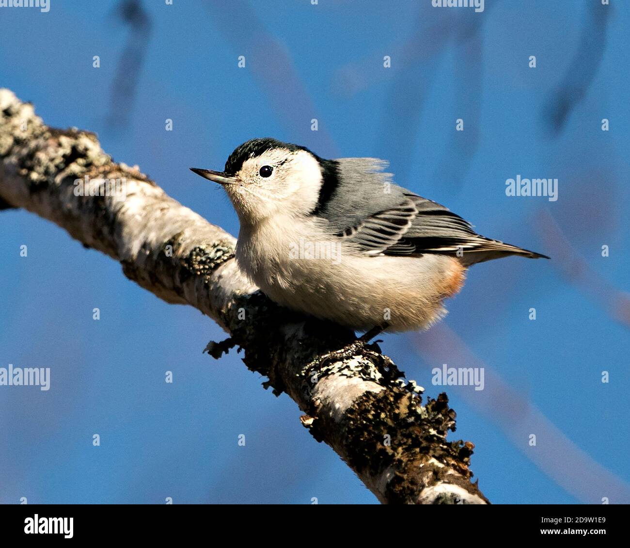 White-Breasted Nuthatch bird close-up profile view perched with a blue sky background in its environment and habitat displaying fluffy feather wings. Stock Photo