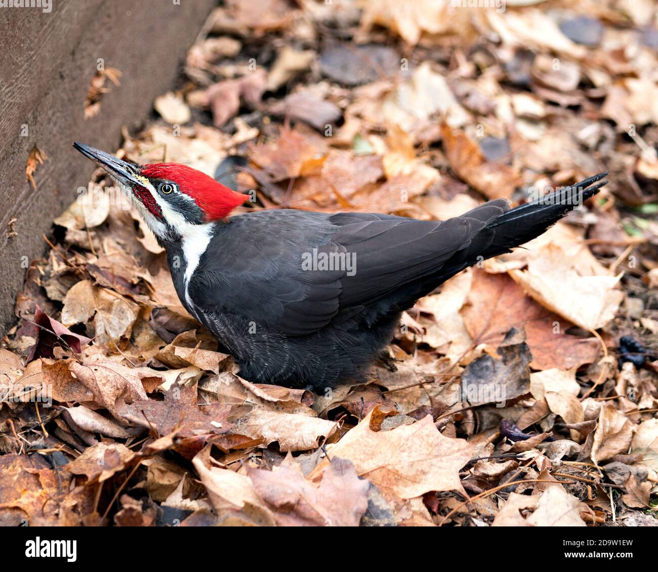 Woodpecker bird close-up profile view with a brown leaves background in its environment and habitat making hole on a wood side. Stock Photo