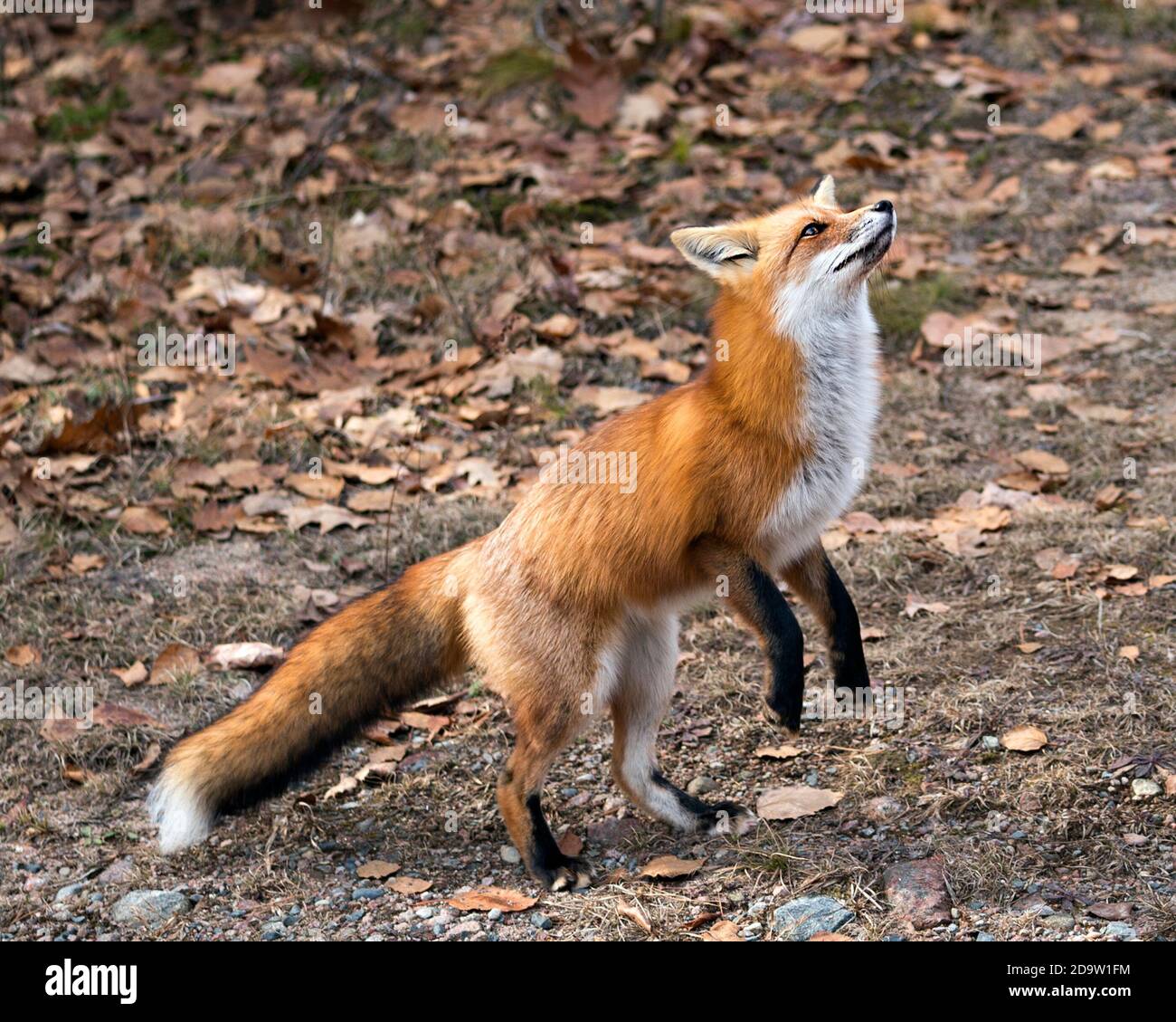 Red Fox close-up standing on back legs with a moss and autumn brown leaves background in its environment and habitat, displaying fox tail, fox fur. Fo Stock Photo
