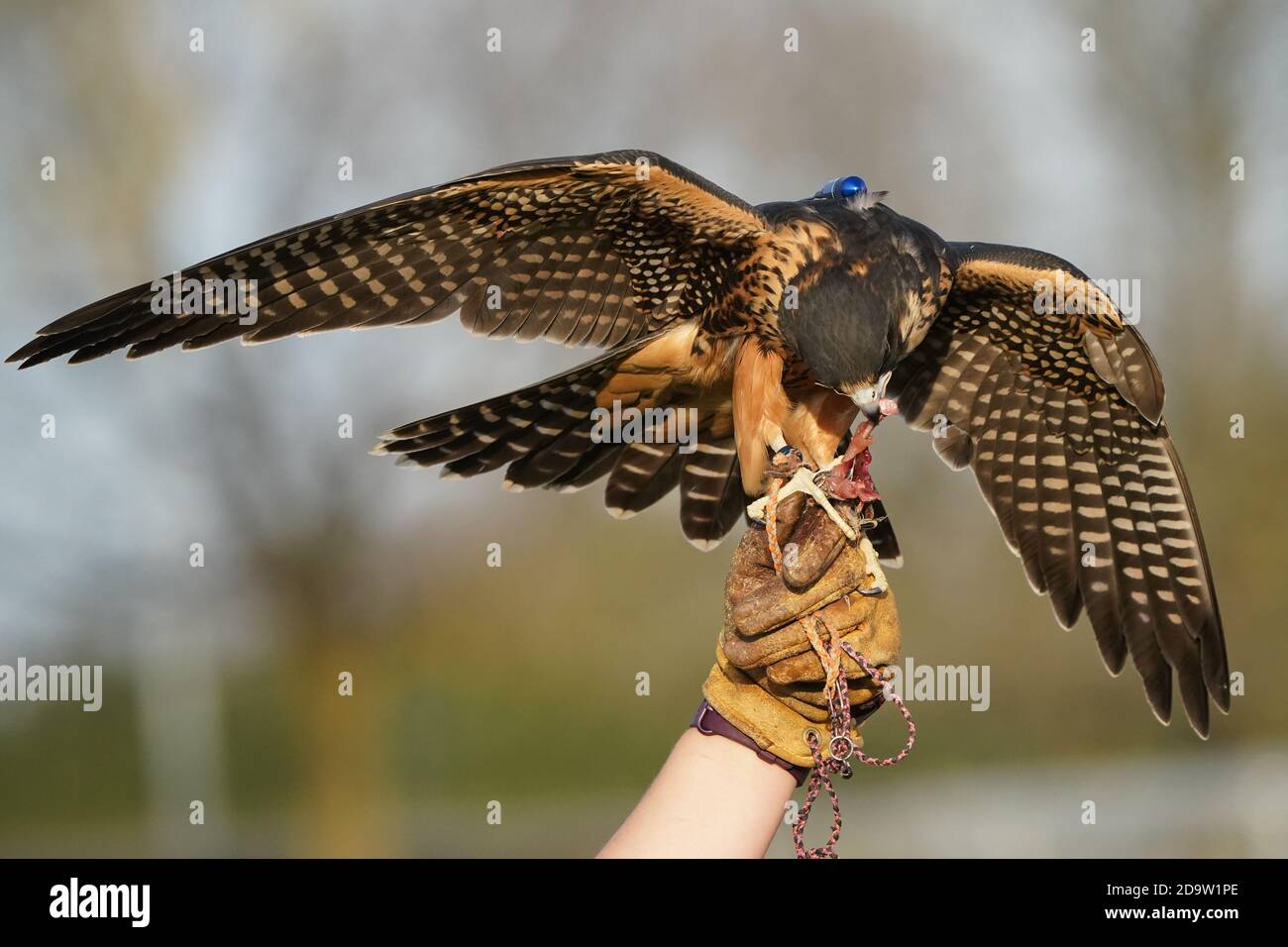 Peregrine Falcon used in Falconry Stock Photo Alamy