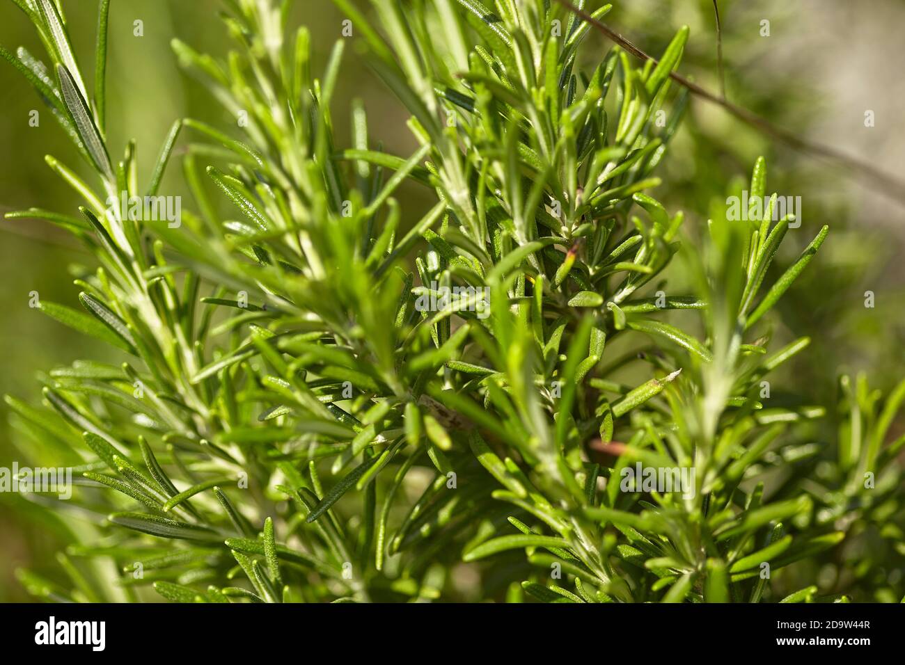 Detail of the rosemary plant, a famous spice used in cooking while growing in a cultivation