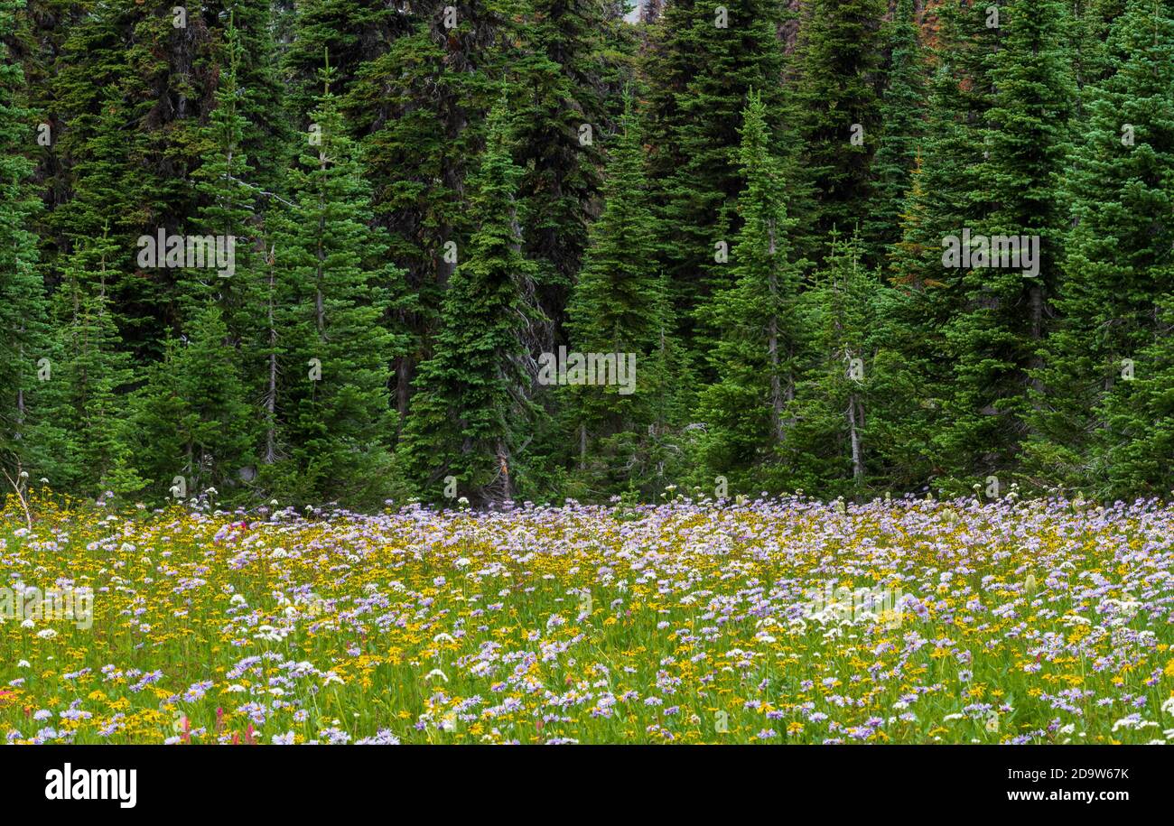 Pine Trees Behind Meadow of Purple and Yellow Flowers Stock Photo