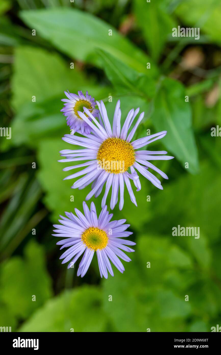 Smooth Blue Aster in Mountain Meadow Stock Photo