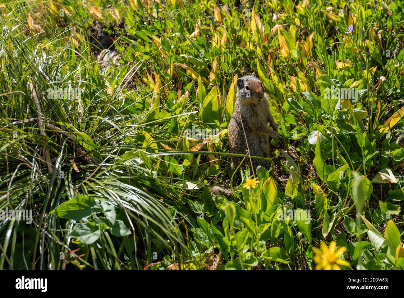 Columbian Ground Squirrel Stands at Attention Stock Photo