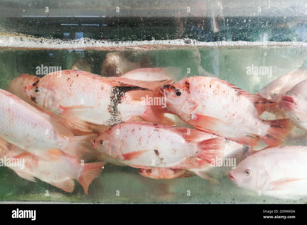 Live tilapia fish in restaurant aquarium for cooking in Malaysia Stock Photo Alamy