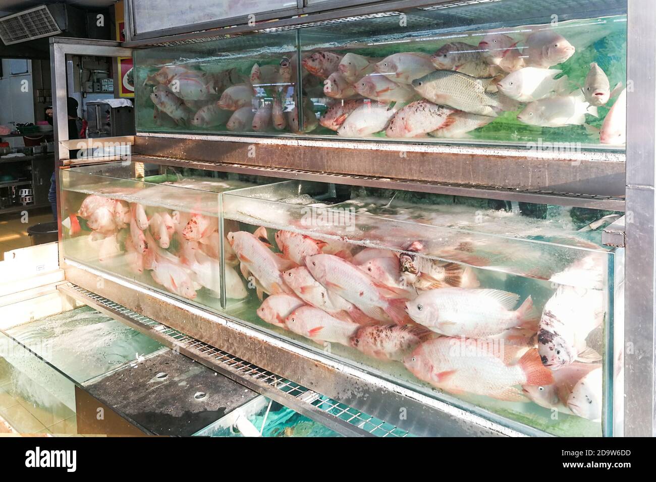 Live tilapia fish in restaurant aquarium for cooking in Malaysia Stock Photo Alamy