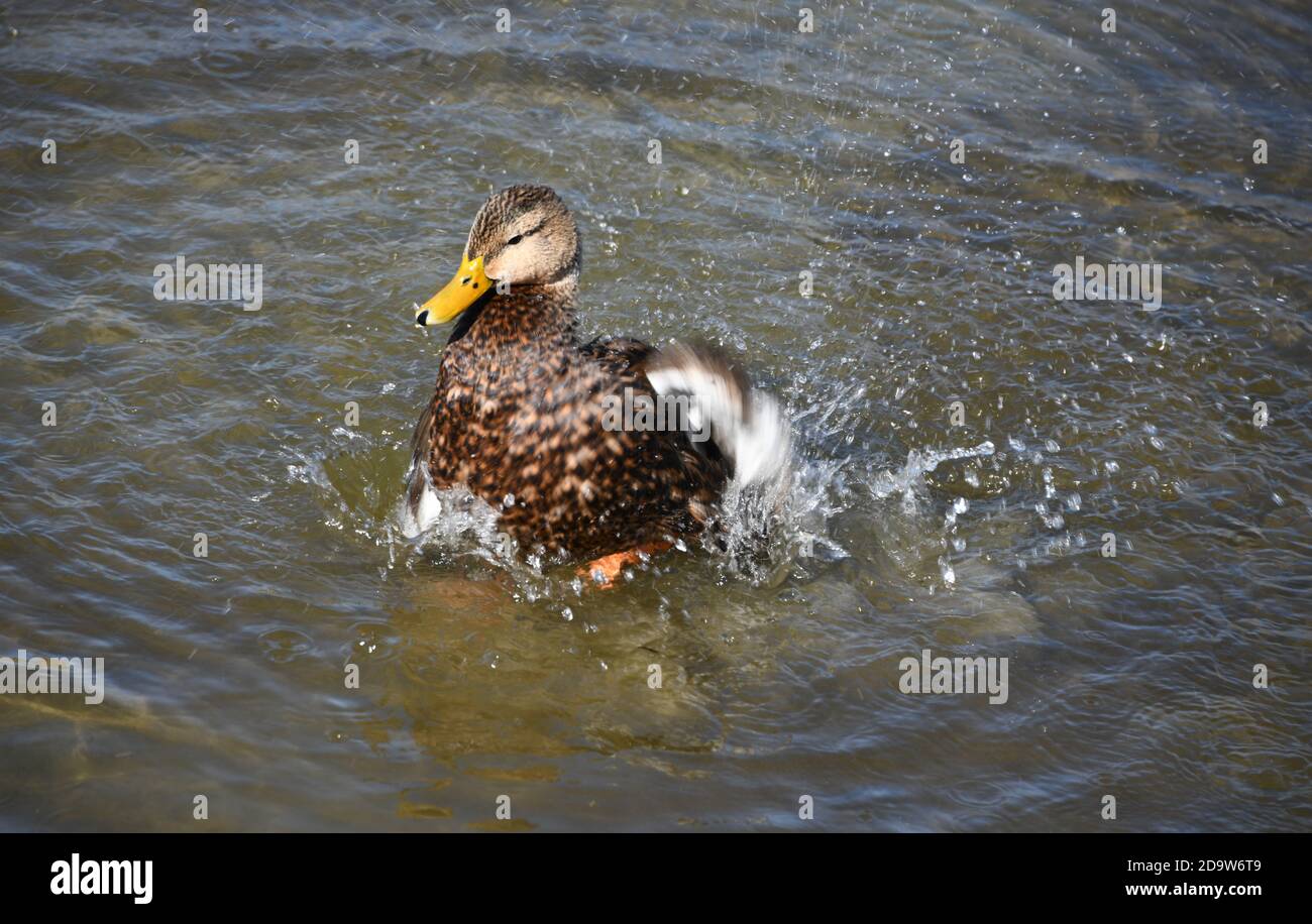 A Mottled duck bathing in South Padre Island, in Texas, U.S.A.. Stock Photo