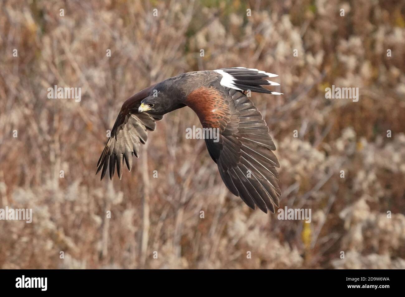 Harris Hawk in flight for falconry Stock Photo Alamy