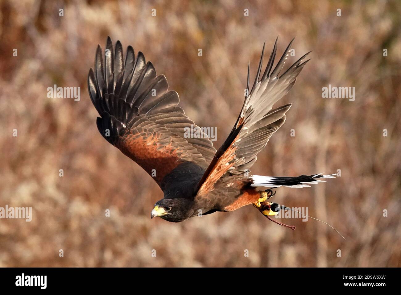 Harris Hawk in flight for falconry Stock Photo Alamy