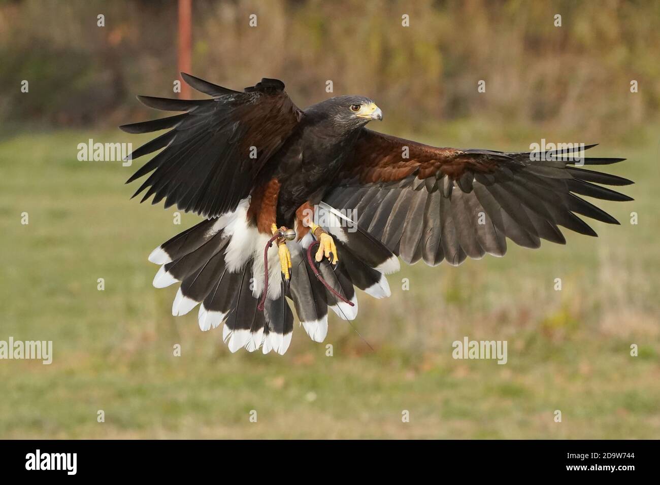 Harris Hawk in flight for falconry Stock Photo Alamy