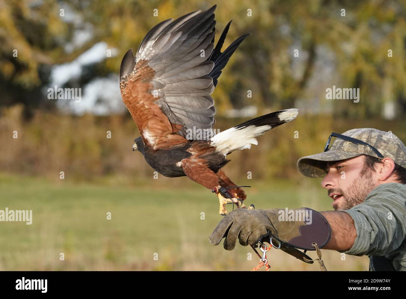 Harris Hawk in flight for falconry Stock Photo Alamy