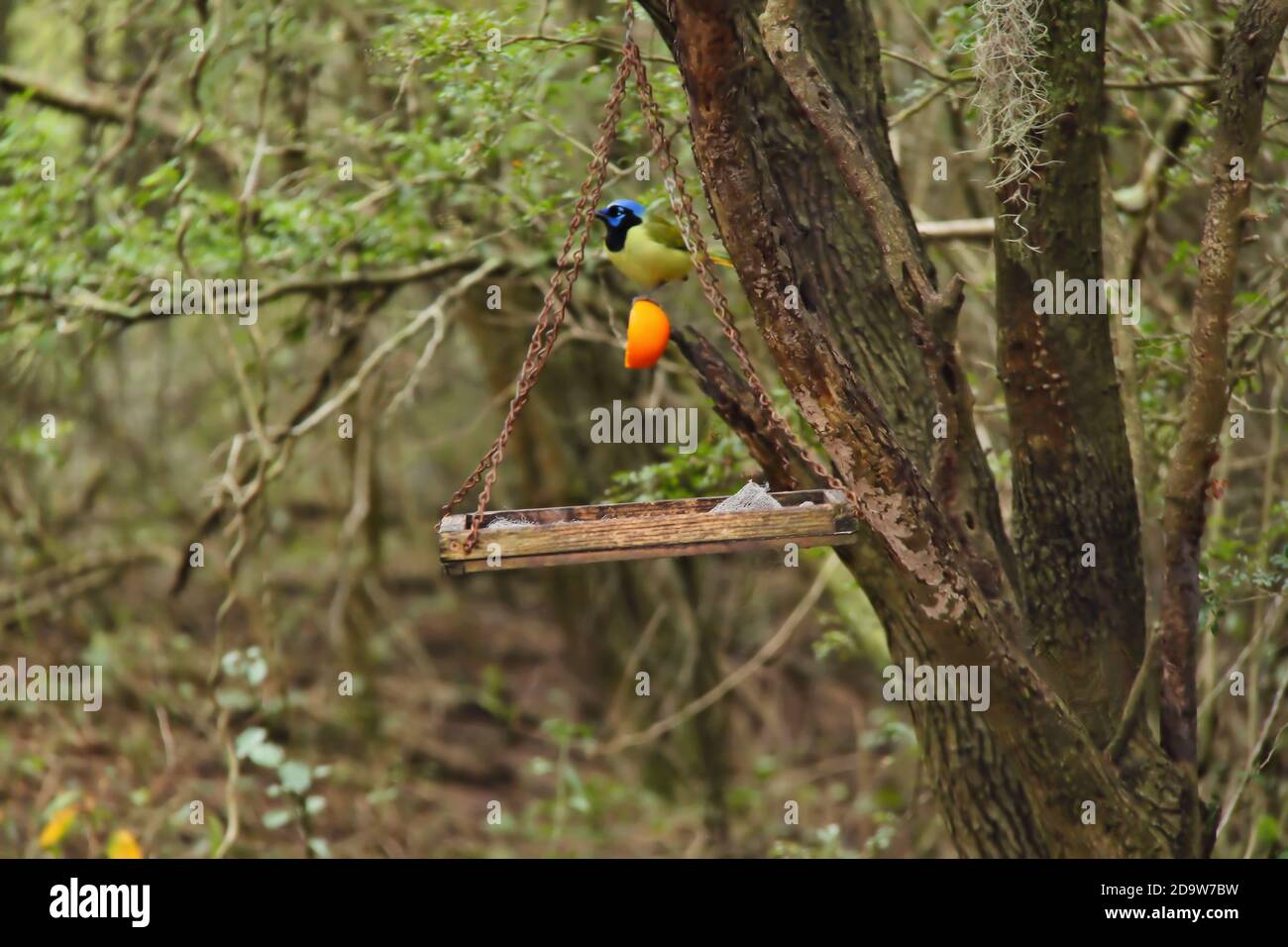 Green Jay perched on half of a orange at a feeding station in a Texas State Park near Mission, Texas, U.S.A. North America. Stock Photo