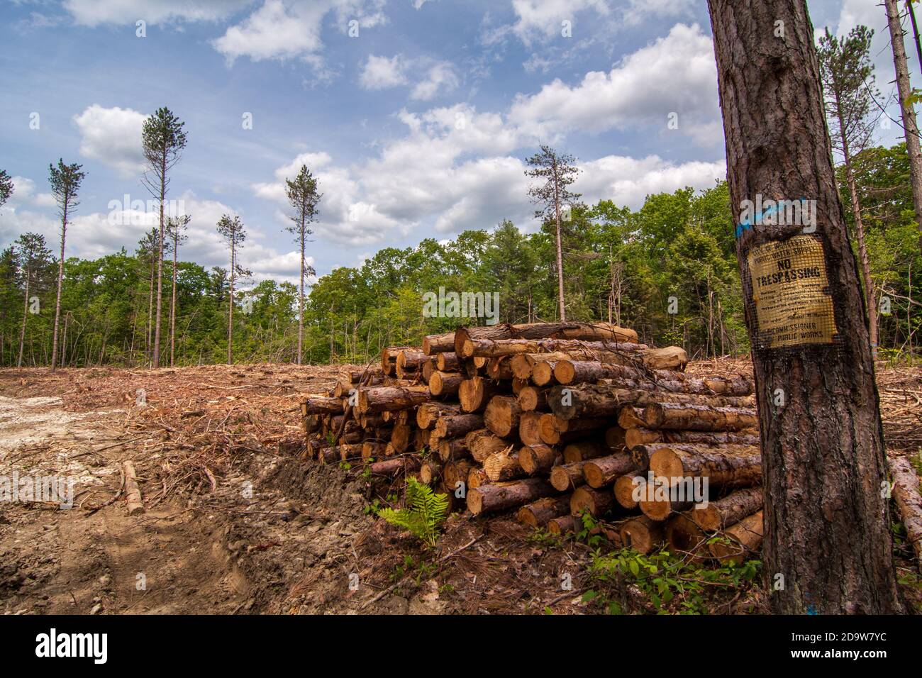 A clear cut logging operation in Massachusetts Stock Photo