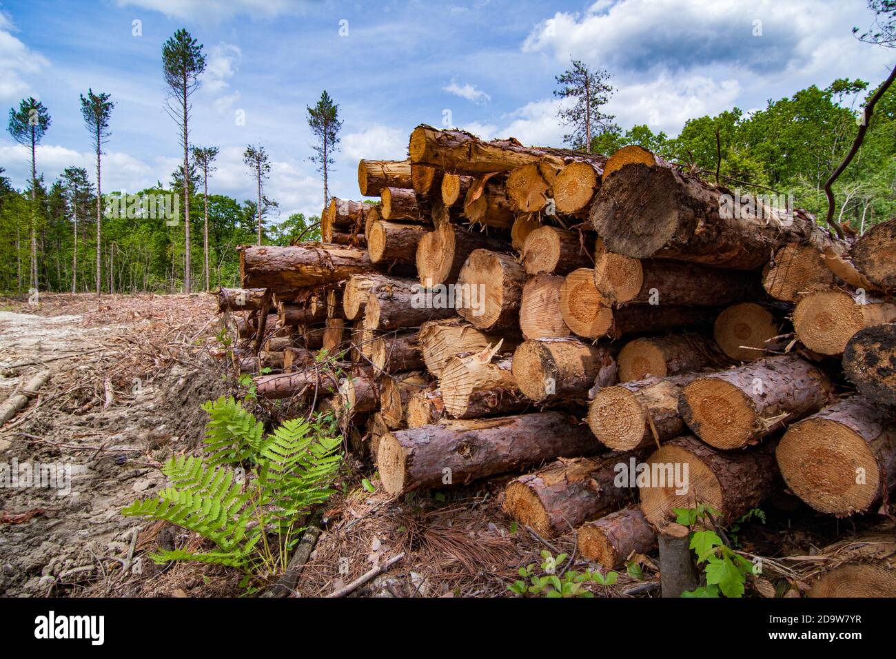 A clear cut logging operation in Massachusetts Stock Photo