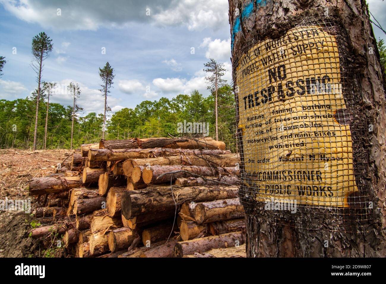 A clear cut logging operation in Massachusetts Stock Photo