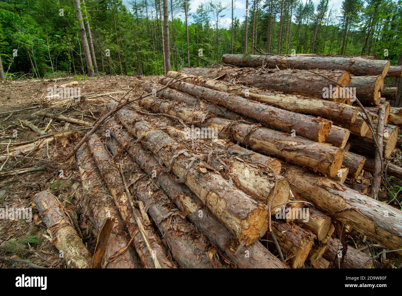 A logging operation in Phillipston Massachusetts Stock Photo