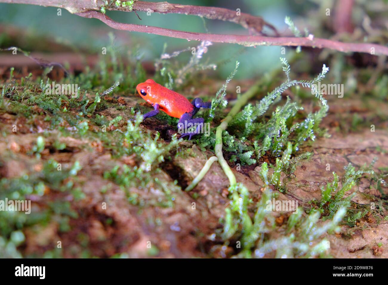 Costa Rica Arenal Volcano National Park - Strawberry poison frog or Strawberry poison-dart frog - Oophaga pumilio Stock Photo