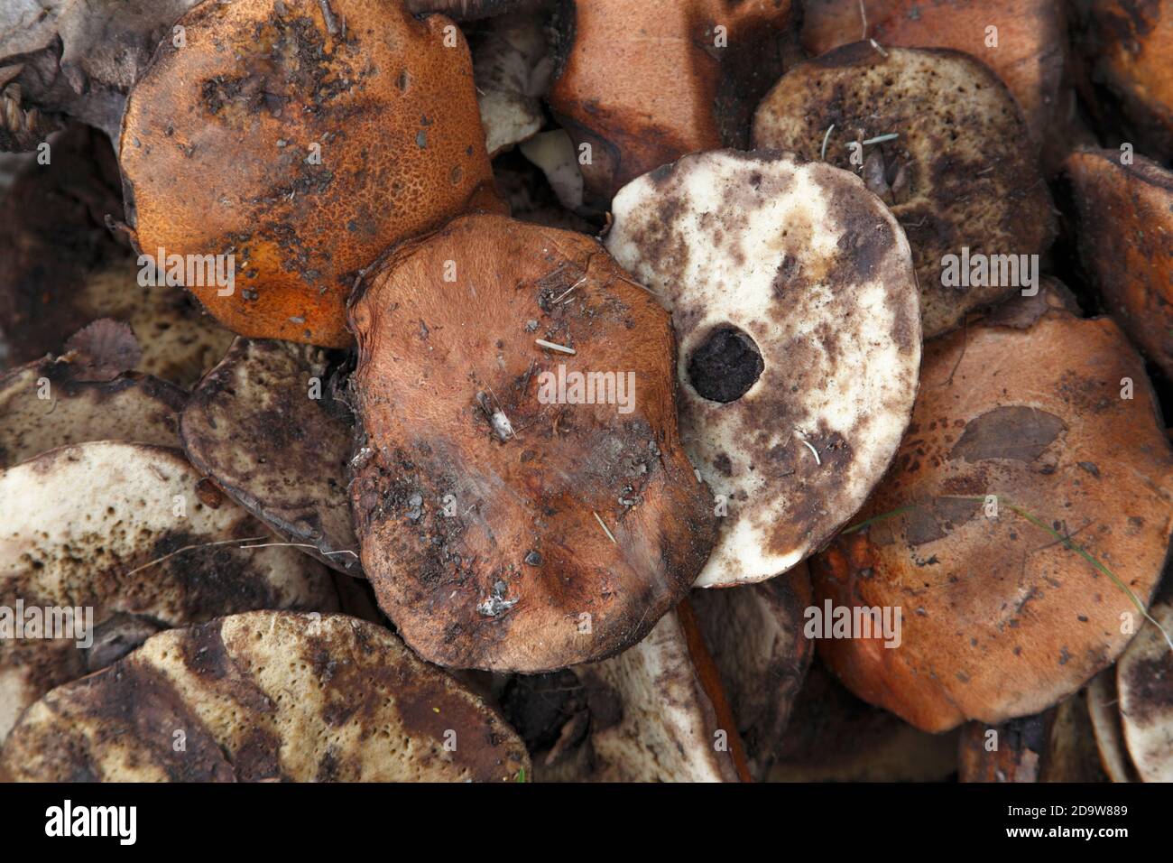 Wildpicked matsutake mushrooms, on display for sale, main street