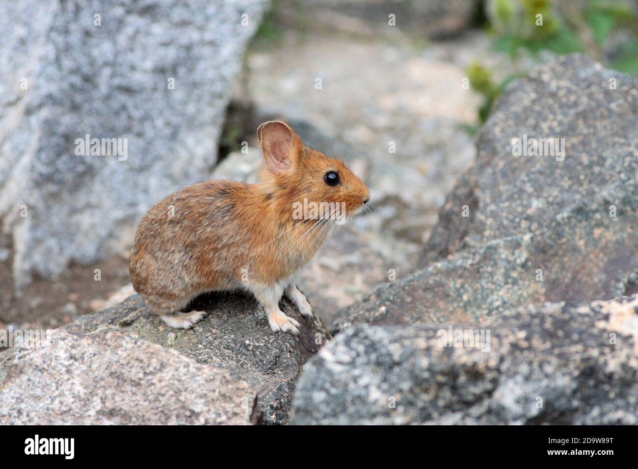 Chinese red pika hi-res stock photography and images - Alamy