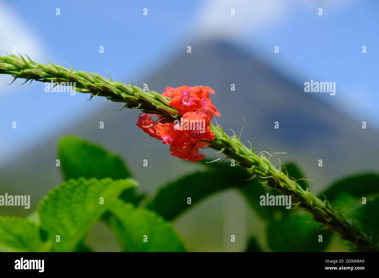 Costa Rica Arenal Volcano National Park - Blooming flower and Arenal Volcano - Volcan Arenal Stock Photo