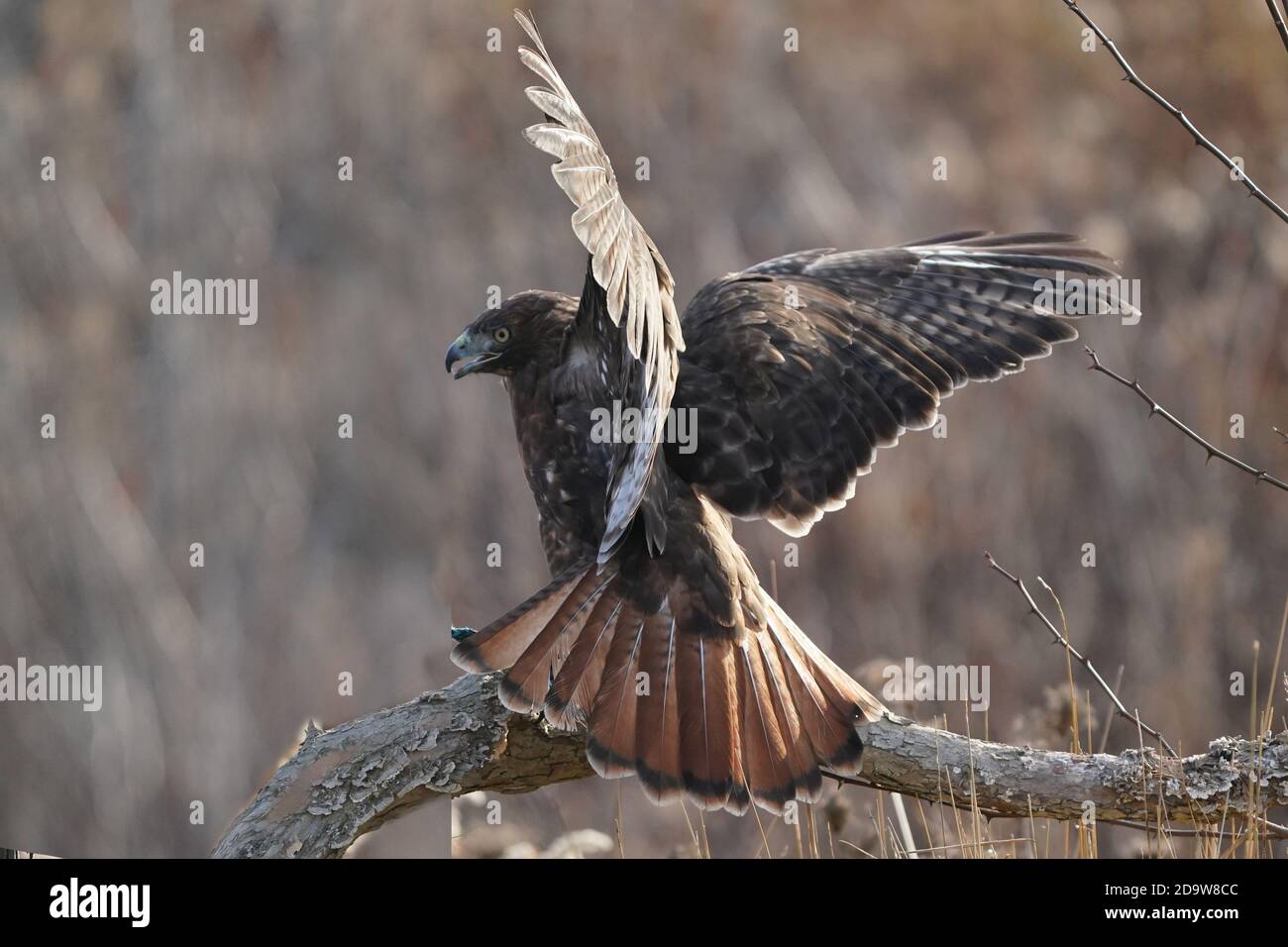 Red Tailed hawk dark morph Stock Photo