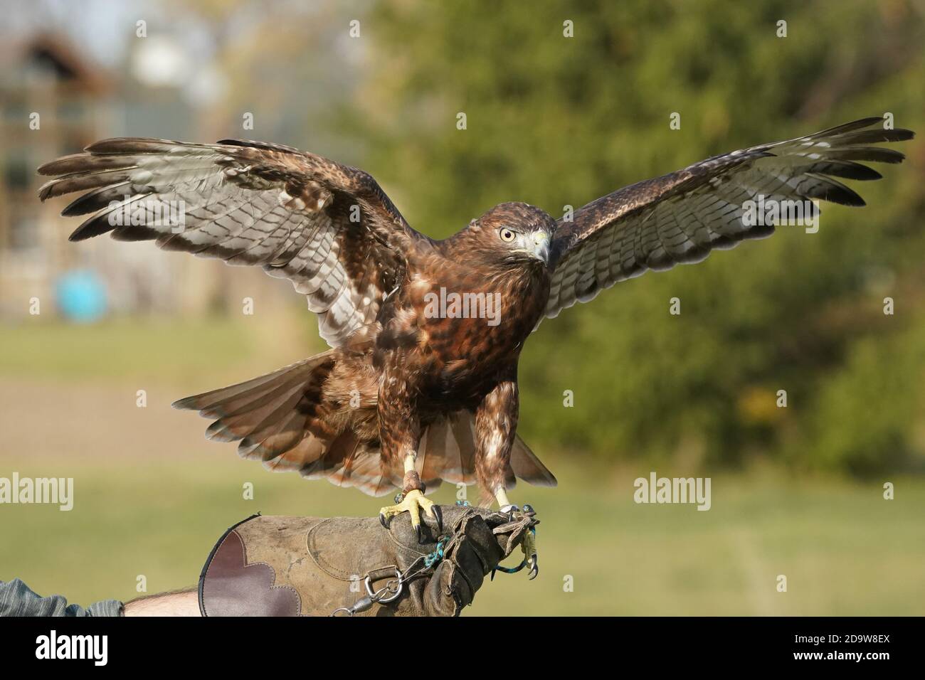 Red Tailed hawk dark morph Stock Photo