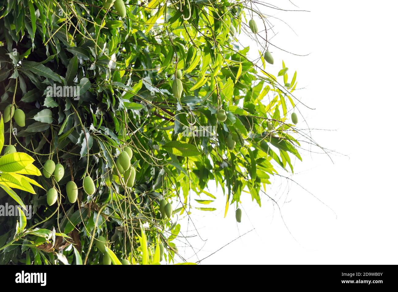Group of law mangos on the mango tree Stock Photo Alamy