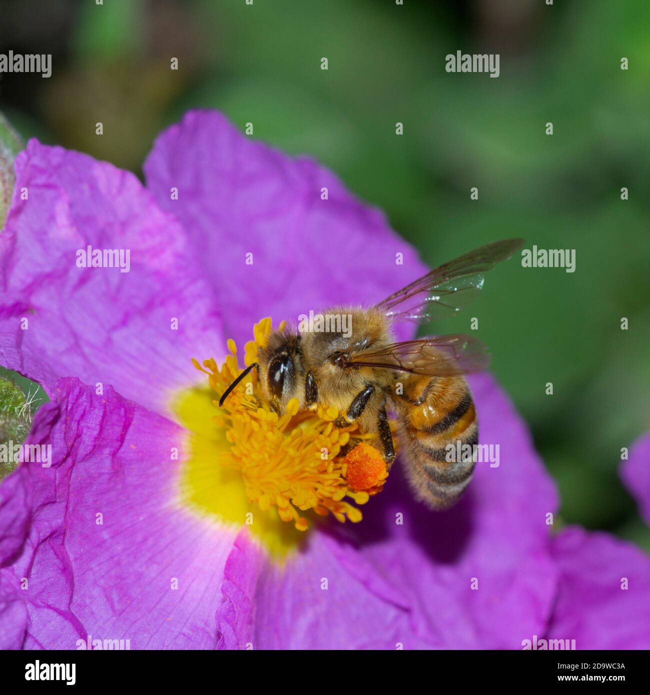 close-up of honey bee pollinating on rock rose wildflower Stock Photo ...
