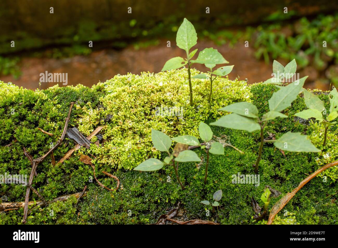 Mosses, or the taxonomic division Bryophyta, are small, non-vascular flowerless plants that typically form dense green clumps or mats Stock Photo
