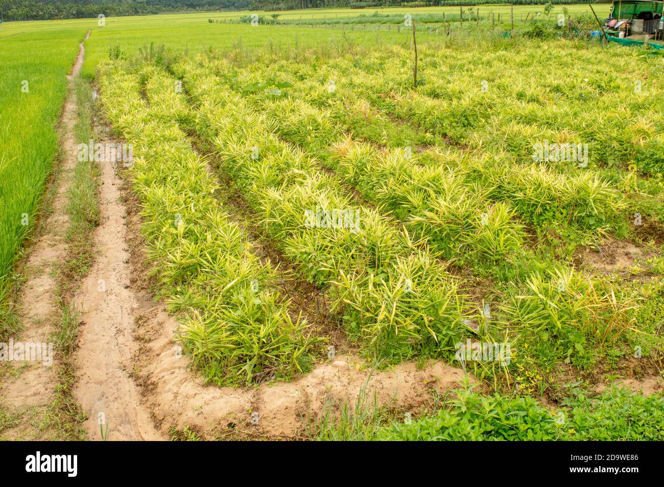 Ginger An Indigenous Plant Is An Important Spice Crop Of The World ginger-an-indigenous-plant-is-an-important-spice-crop-of-the-world