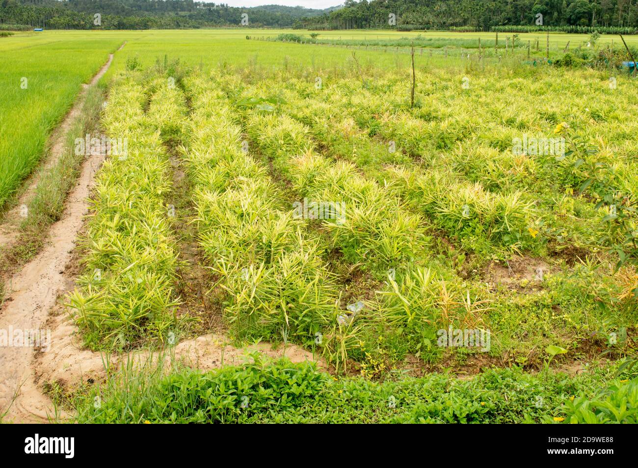 Ginger An Indigenous Plant Is An Important Spice Crop Of The World ginger-an-indigenous-plant-is-an-important-spice-crop-of-the-world