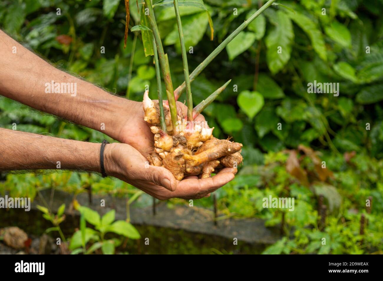 Ginger An Indigenous Plant Is An Important Spice Crop Of The World ginger-an-indigenous-plant-is-an-important-spice-crop-of-the-world