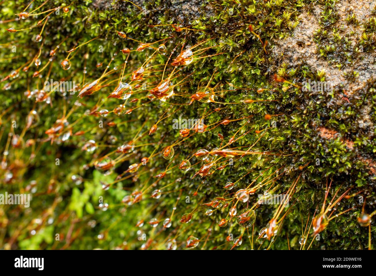 Mosses, or the taxonomic division Bryophyta, are small, non-vascular flowerless plants that typically form dense green clumps or mats Stock Photo