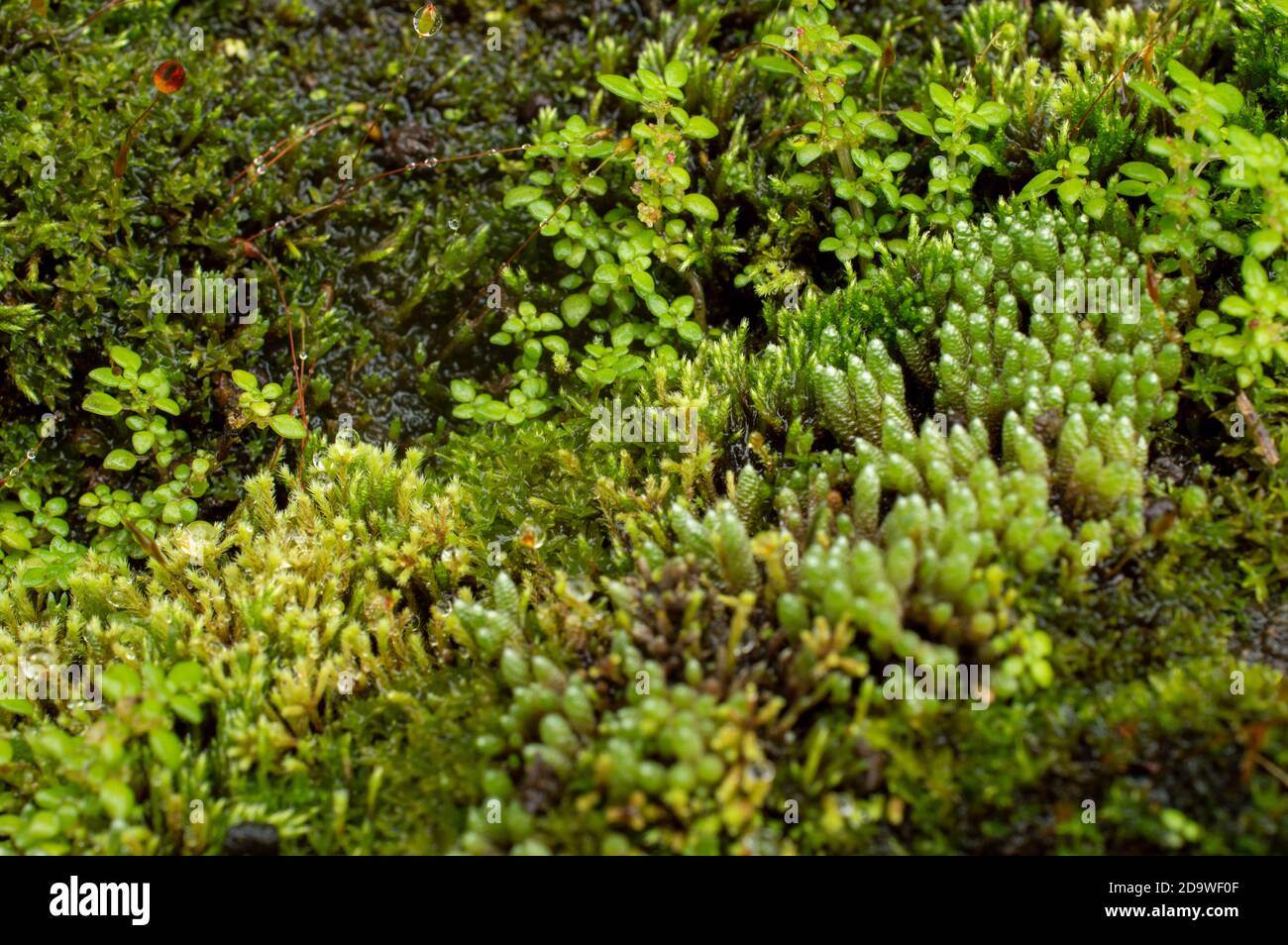 Mosses, or the taxonomic division Bryophyta, are small, non-vascular flowerless plants that typically form dense green clumps or mats Stock Photo