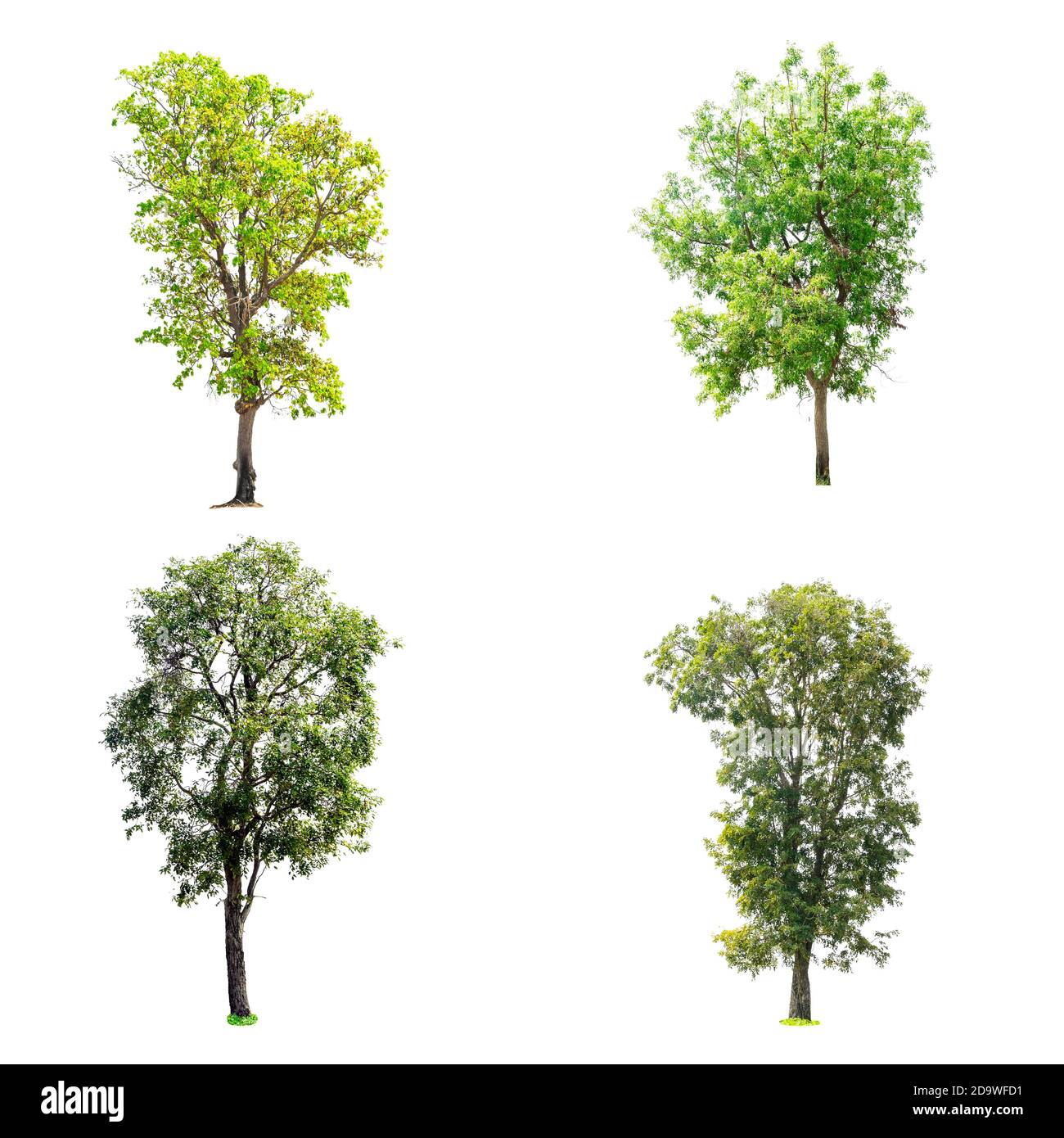 Collection of trees isolated on white background with clipping path ...