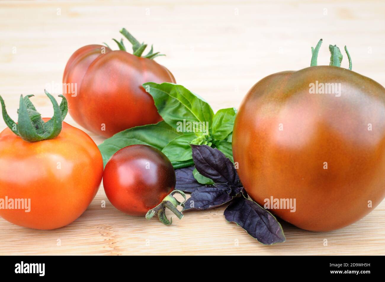 Healthy food with historical colorful organic tomatoes fresh from the garden. Stock Photo