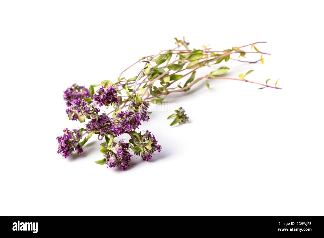 Sprigs of dried thyme close up isolated on white background Stock Photo