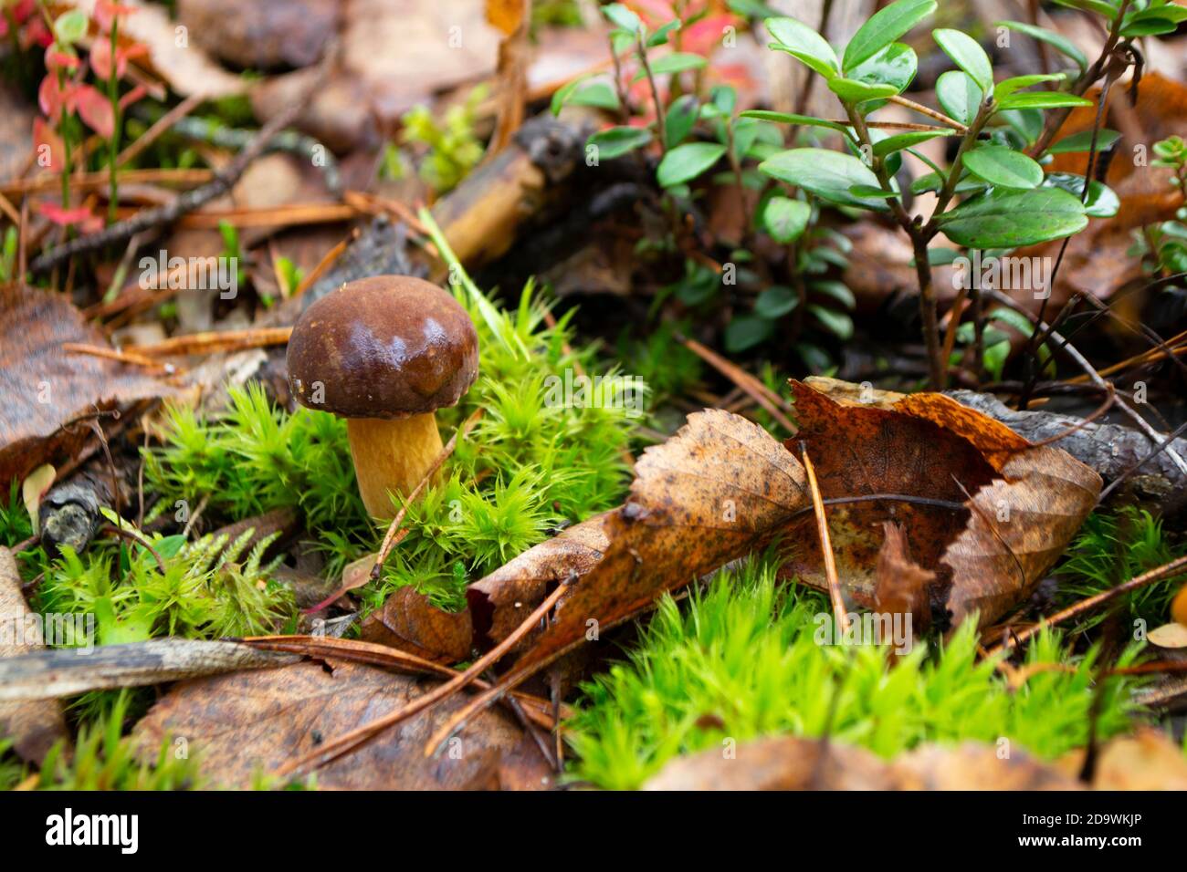 Mushroom xerocomus badius in the wild forest on the moss, Belarus Stock Photo